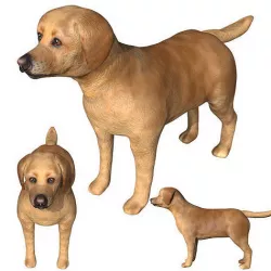 Labrador Low-poly 3D model
