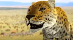 Leopard  3D model