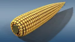 old corn low poly Low-poly 3D model