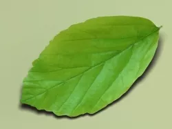 Persian ironwood leaf Parrotia persica 3D model