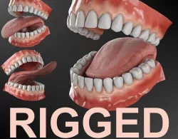 Realistic rigged mouth with gums teeth and tongue 3D model