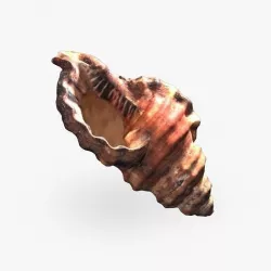 Seashell 3D model