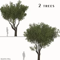 Set of Olive or Olea europaea Tree - 2 Trees 3D model