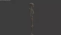 Skeleton 3D model