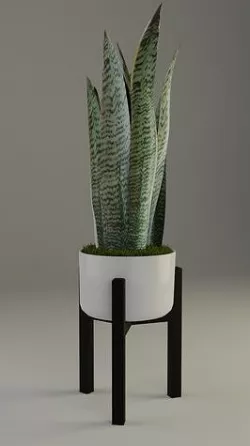 Snake Plant in pot 3D model