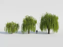 Weeping Willow Tree 3D model