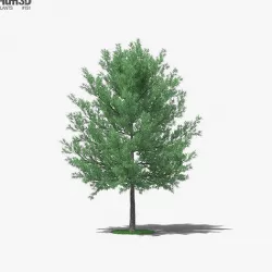 Willow Oak 3D model