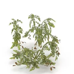Withered potato tuber V2 Low-poly 3D model