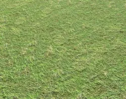 Grass terrain 1 Texture