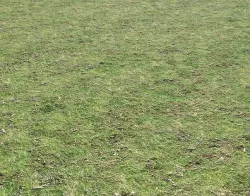 Grass terrain 8 Texture