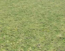 Grass terrain 9 Texture