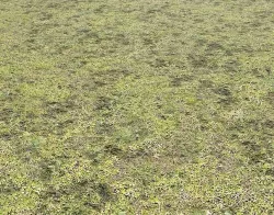 Mossy grass terrain 11 Texture