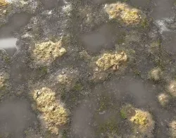 Muddy Water with algae Seamless 2 PBR Texture