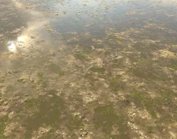 Muddy Water with algae Seamless PBR Texture Texture