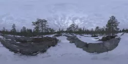 Nature HDRI - Northern Spring Forest Texture