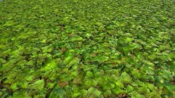 PBR seamless jungle ground textures with leaves cover Texture