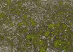 Stone Moss Texture