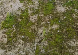 Stone Moss Texture