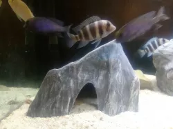 Aquarium decoration - Textured rock cave - Large