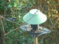 Bird feeder