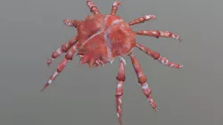 Crab for Game 3D model