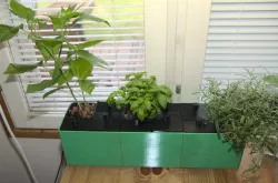 Kitchen Garden