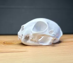 Skull of an European wild cat (Felis silvestris)