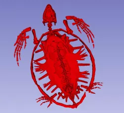 Turtle Skeleton and Lungs