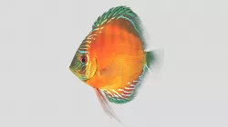  Alenquer Discus Fish Low-poly  3D model