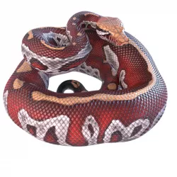 Animated Blood Python Low-poly  3D model