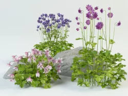 Aquilegia grannys bonnet columbine 3D model