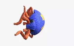 Brave Ladybug Low-poly  3D model