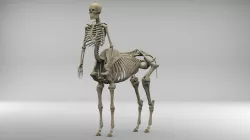 Centaur Skeleton 3D model