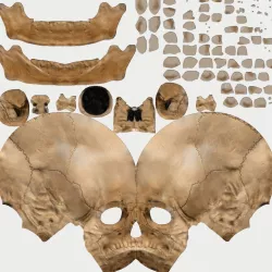 Devil Skull 3D Model Texture
