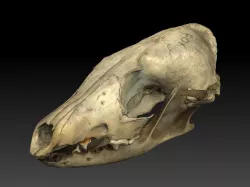 Fox Skull with Jaw Scan 3D model