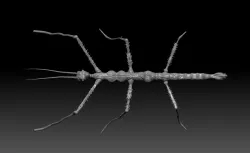 Giant Stick-Bug 3D model