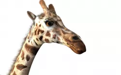 Giraffe Rigged Low-poly  3D model