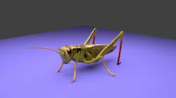 Grasshopper  Low-poly  3D model