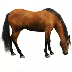 Horse 3D model