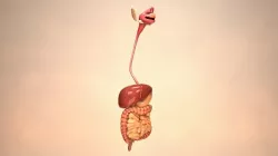 Human Digestive System 3D model