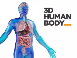 Human Male anatomy model with internal organs with 4K textures 3D model