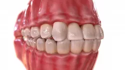 Human Teeth Low-poly  3D model