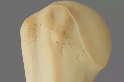 Humerus 3d Model - Anatomically Accurate Low-poly  3D model