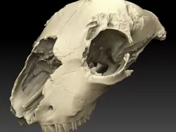 Lamb Skull Scan 3D model
