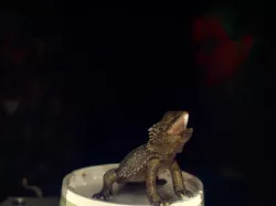 lizard