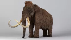 Mammoth-Rig-Maya 3D model
