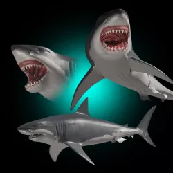 Megalodon - 3d animated Great White Shark ancestor Low-poly  3D model