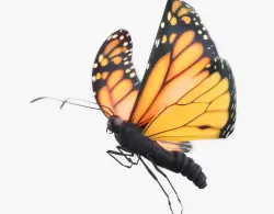 Monarch Butterfly Animated with Fur Low-poly  3D model