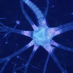 Neuron 3D model