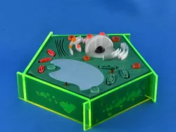 Plant Cell